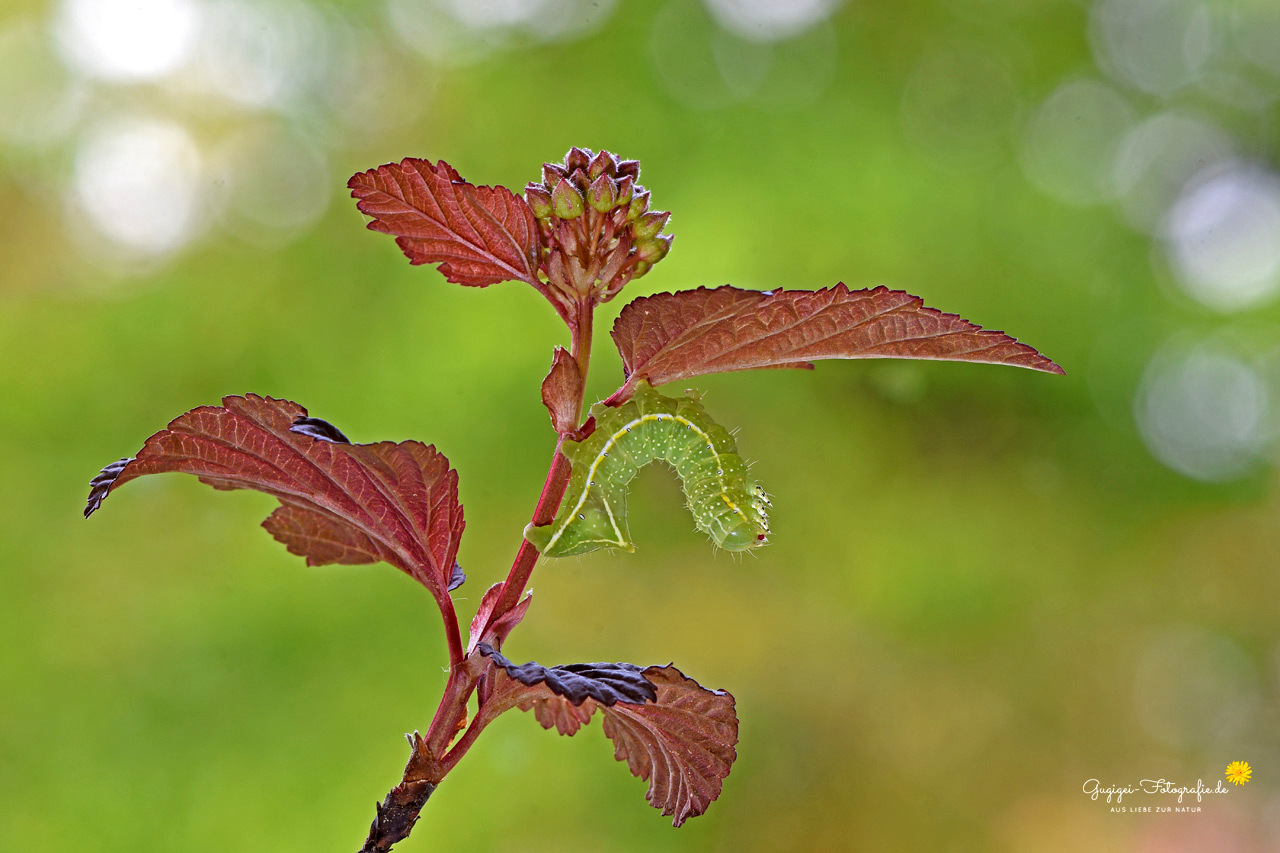 Heute im Garten entdeckt ...