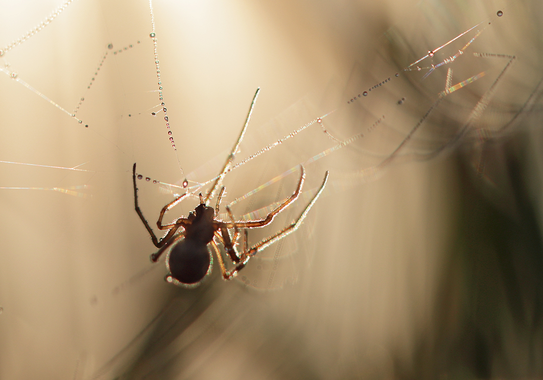 Spinne am Morgen