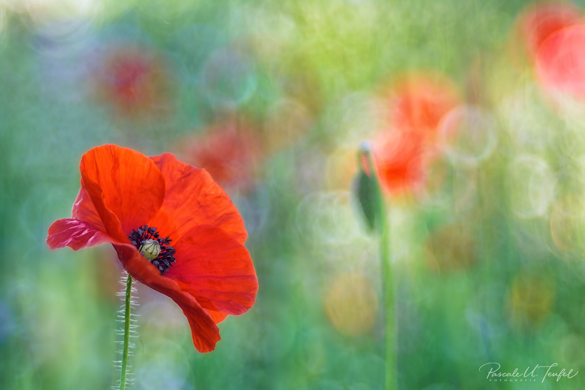 Mohn in Ehren ...