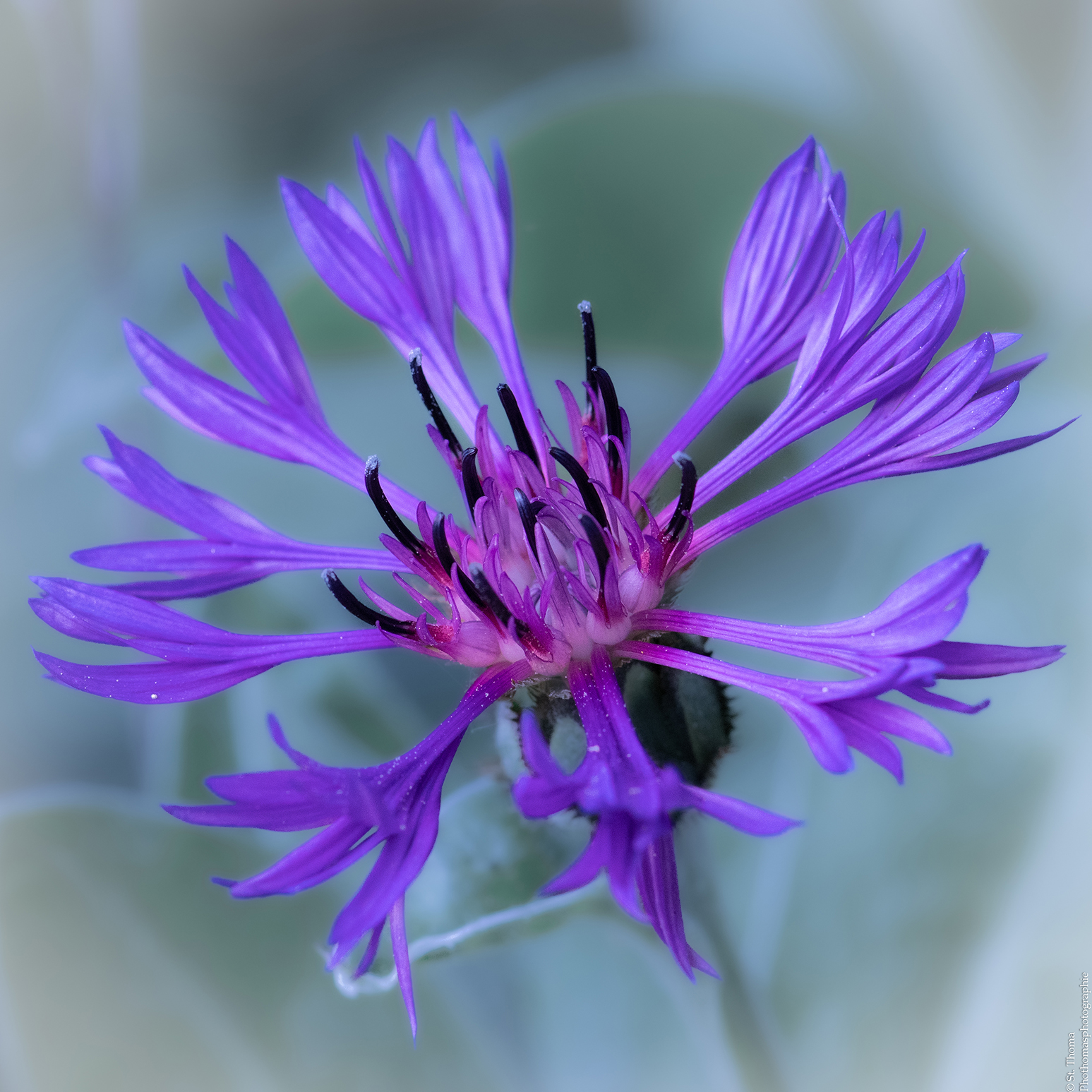 Kornblume