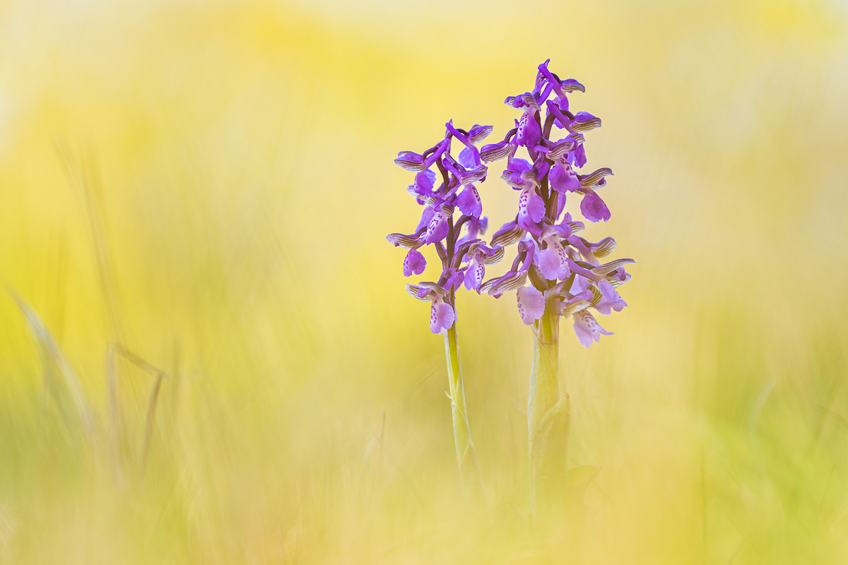 Anacamptis morio