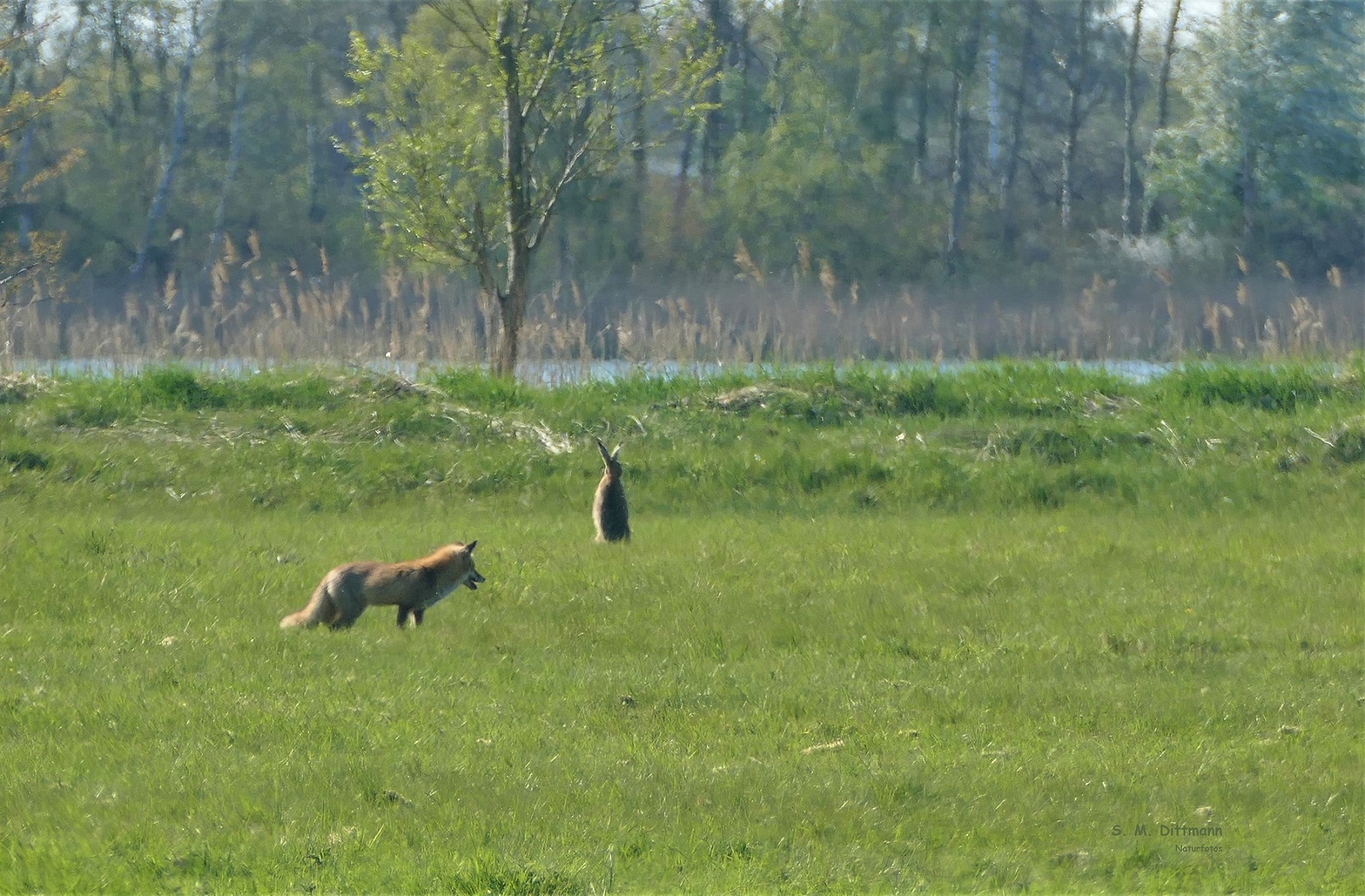 Wo sich Fuchs und Hase gutenacht sagen