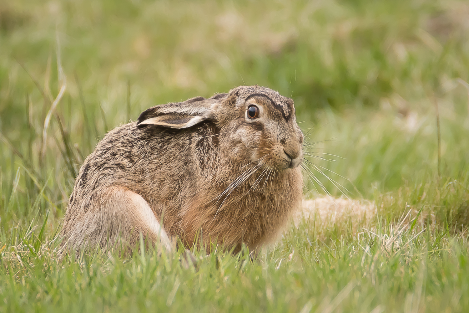 Hase mit interessanter Kopfzeichnung