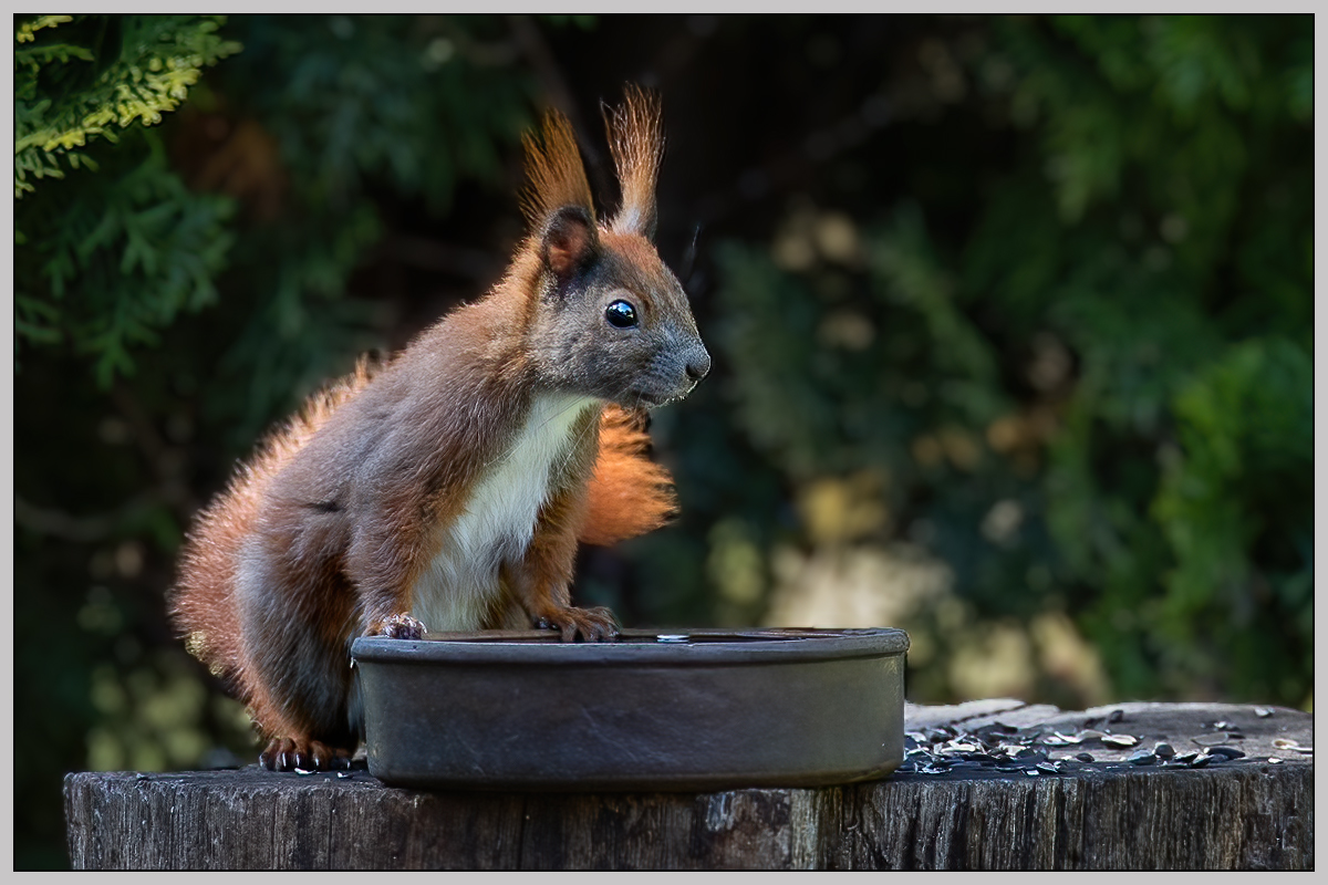 ... der Vogelfutter Dieb ...