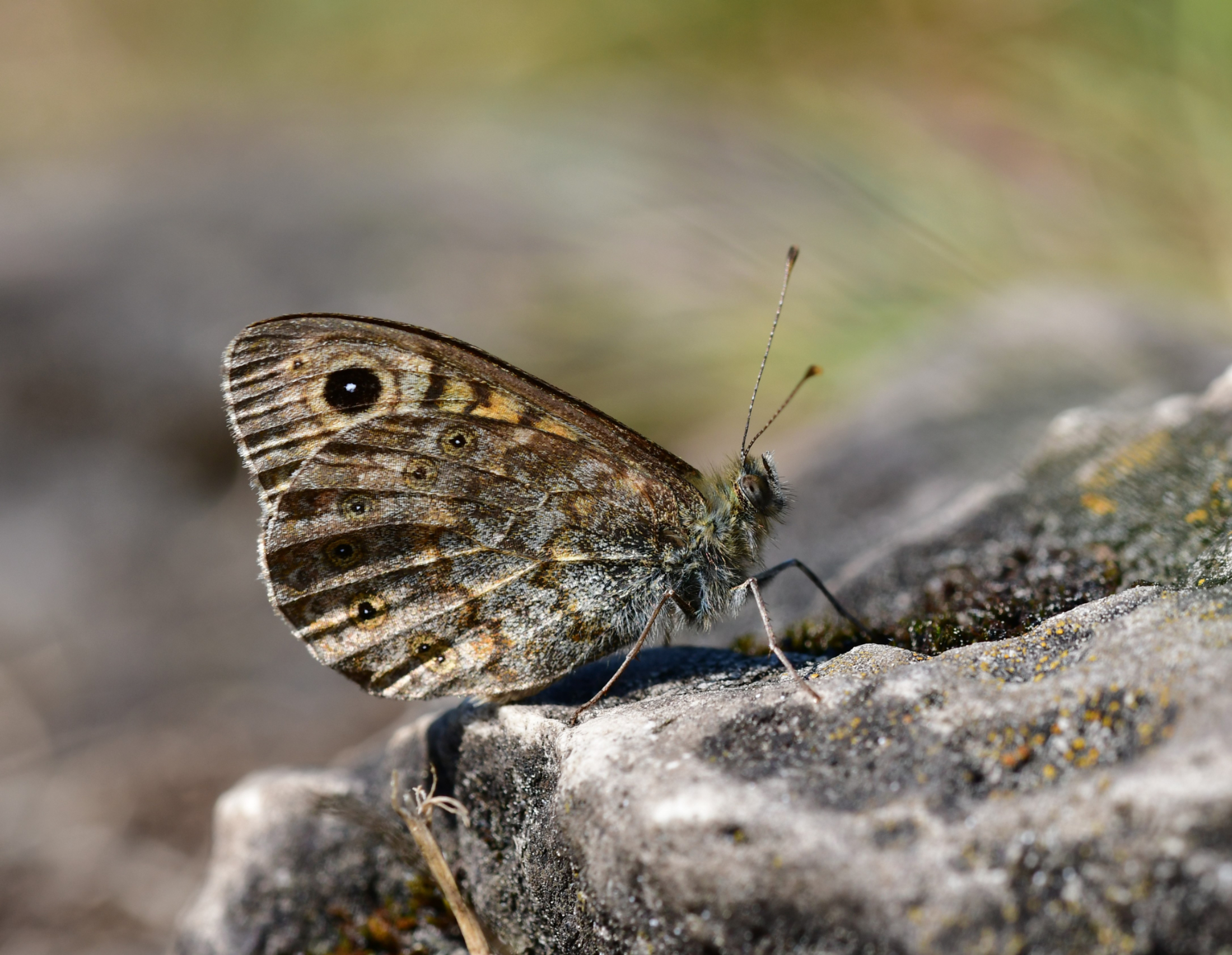 Mauerfuchs