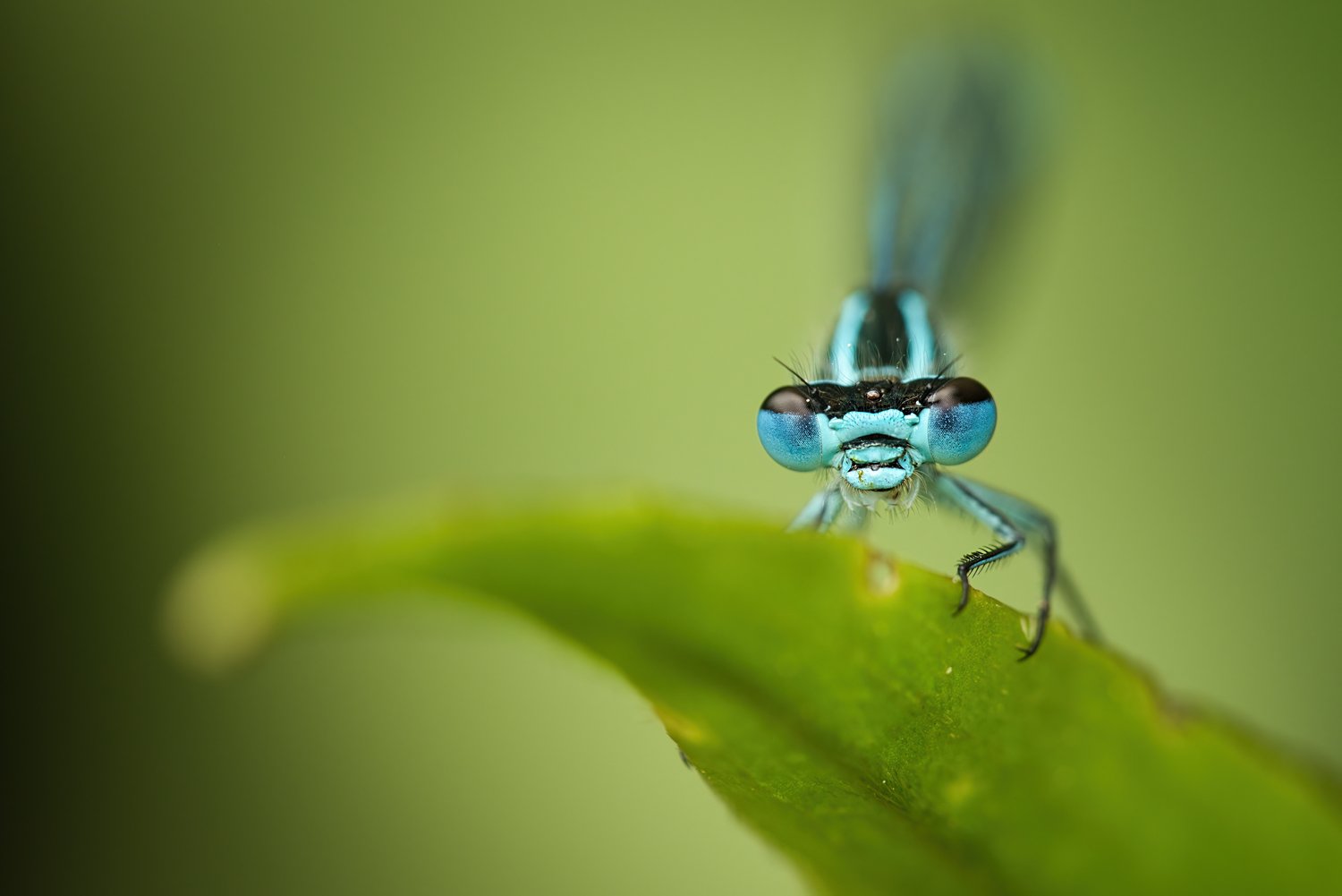 Blaue Federlibelle