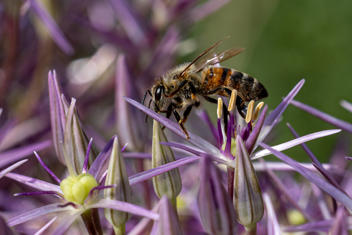 Im Staudengarten