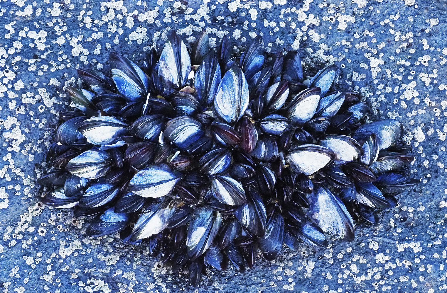 Muschelnest