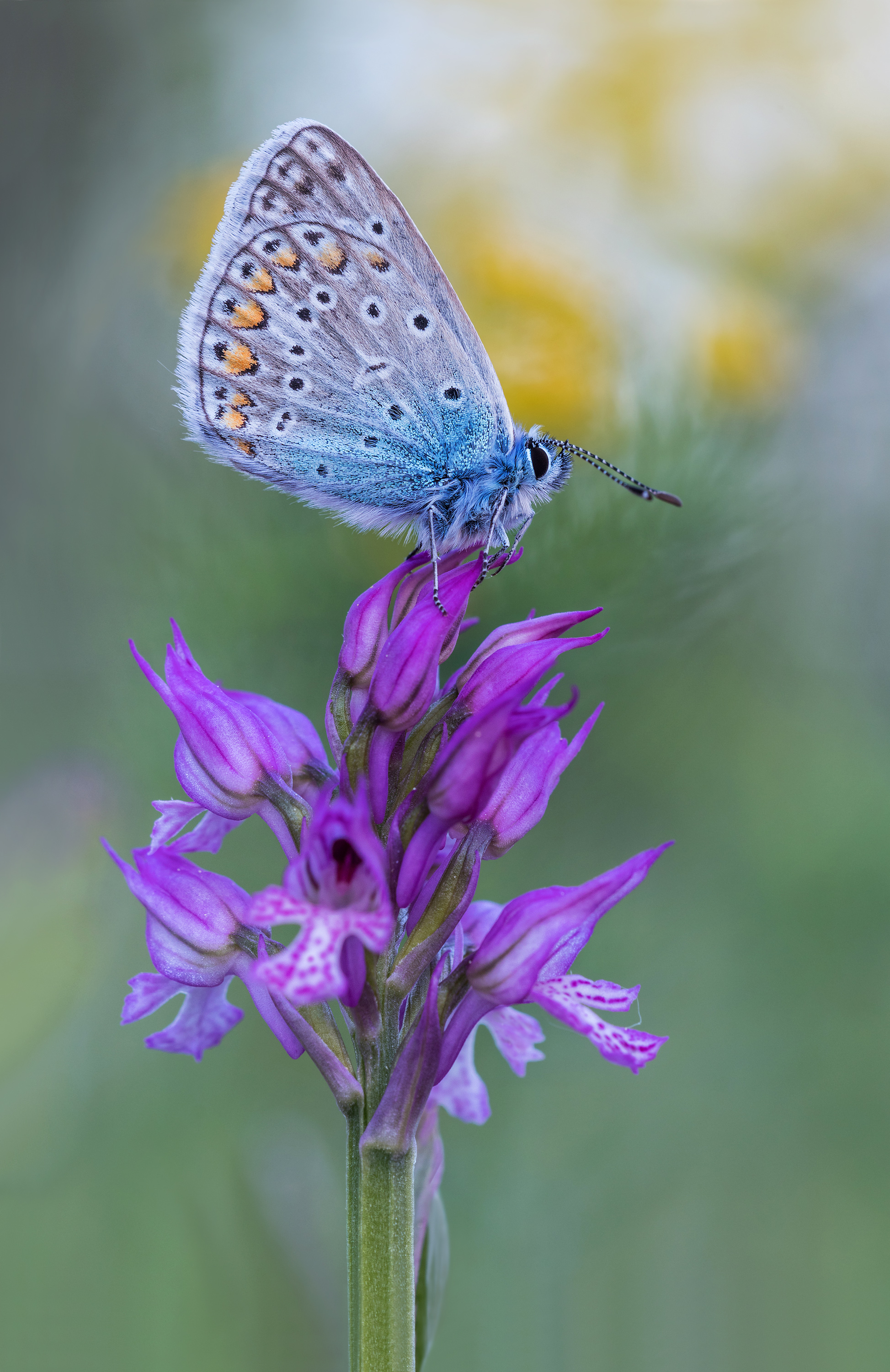 Blue....