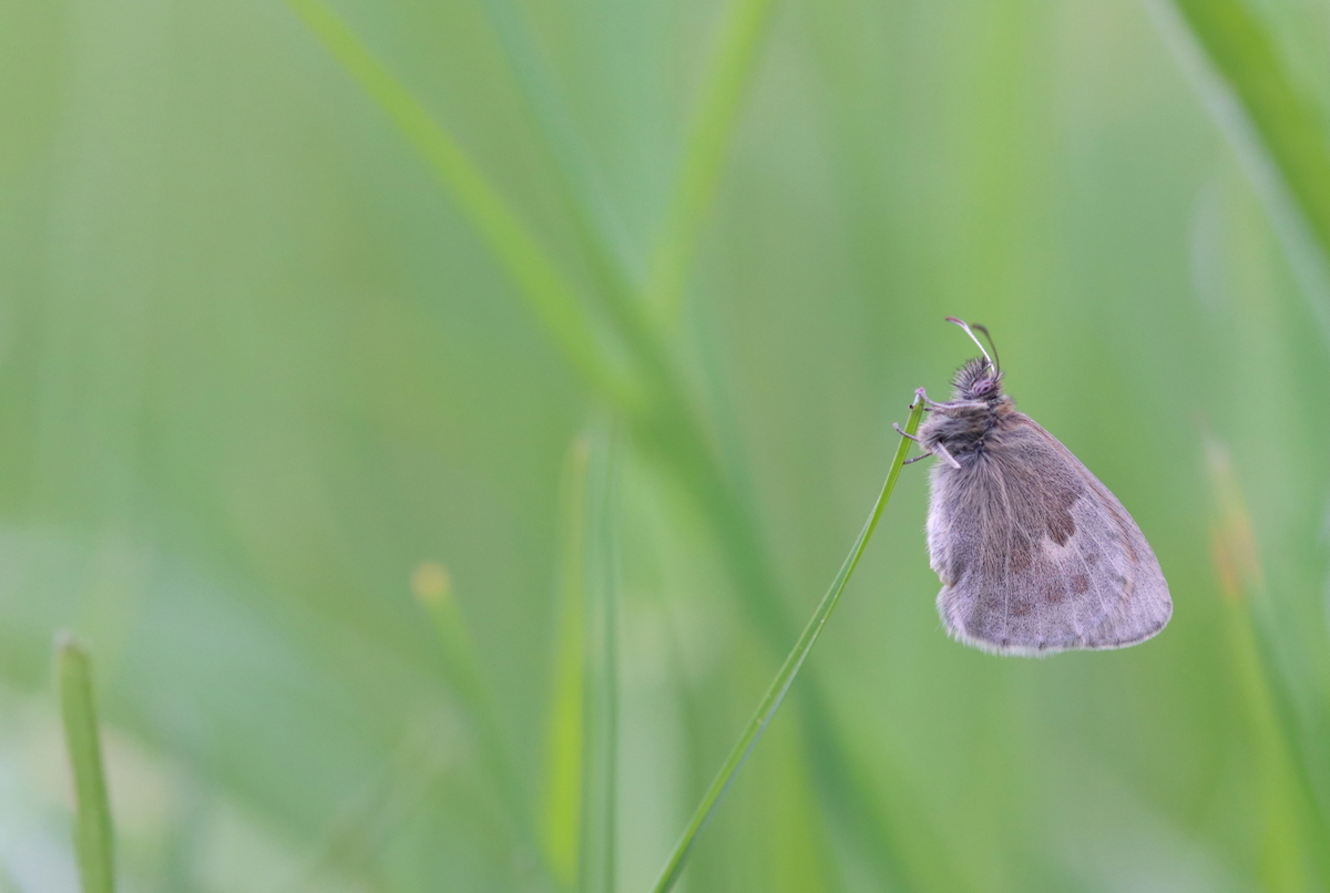 Tief in der Wiese