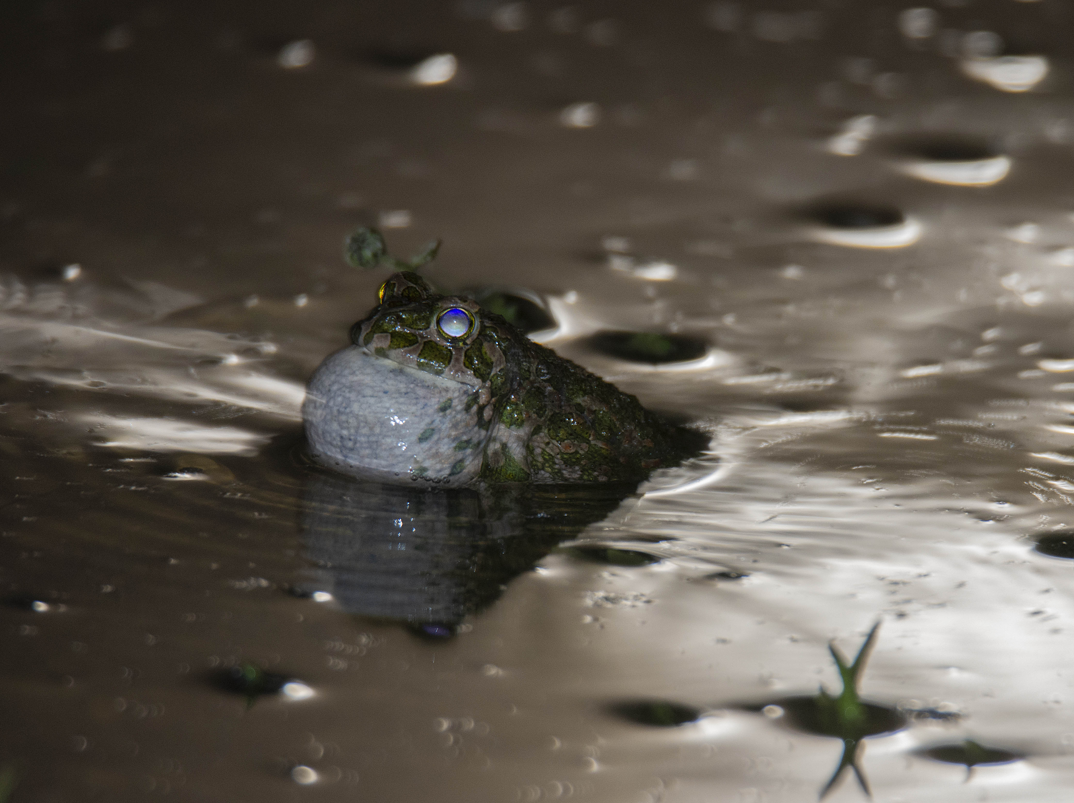 Wechselkröte im Mondlicht 2