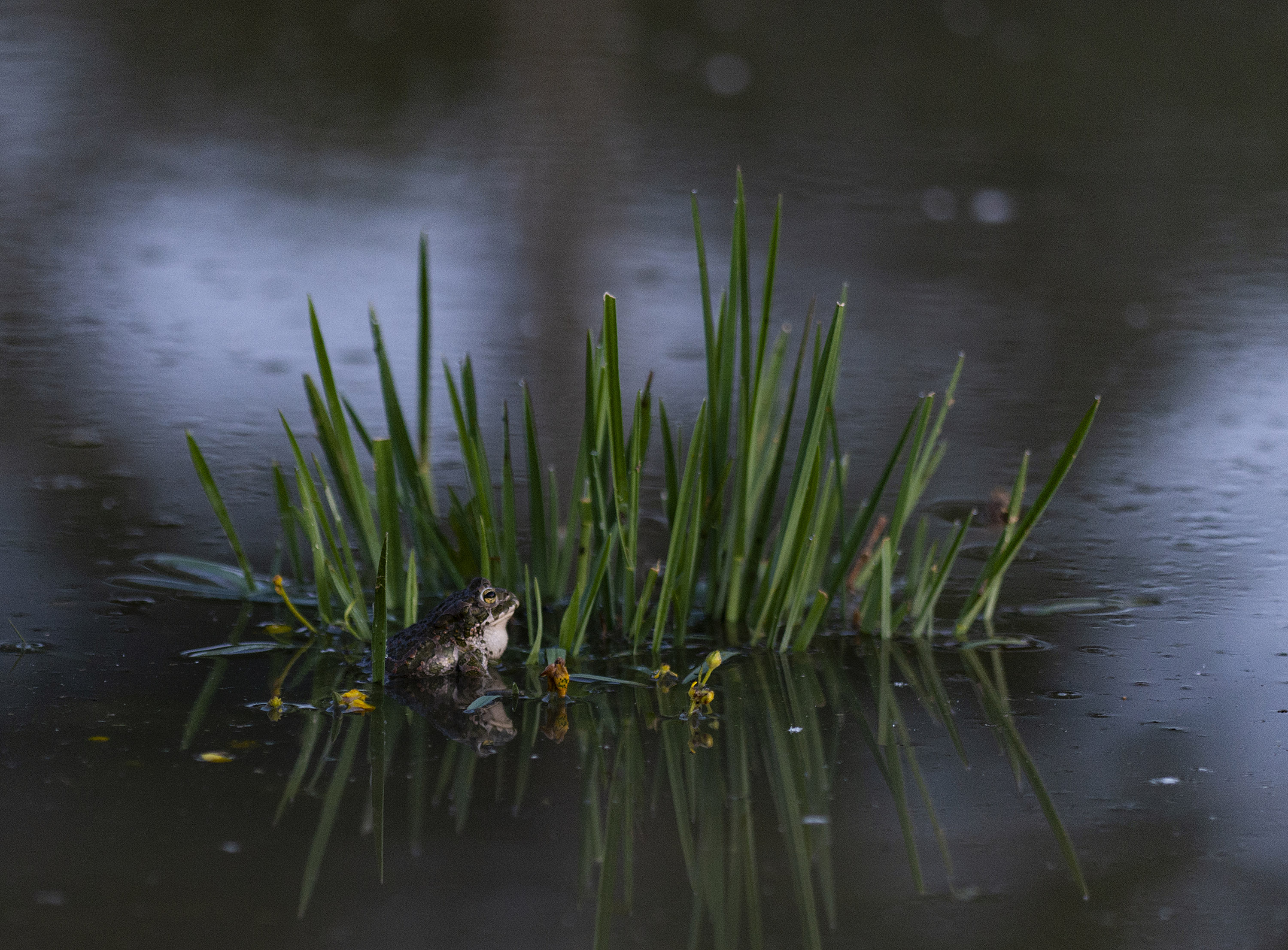 Wechselkröte am Abend