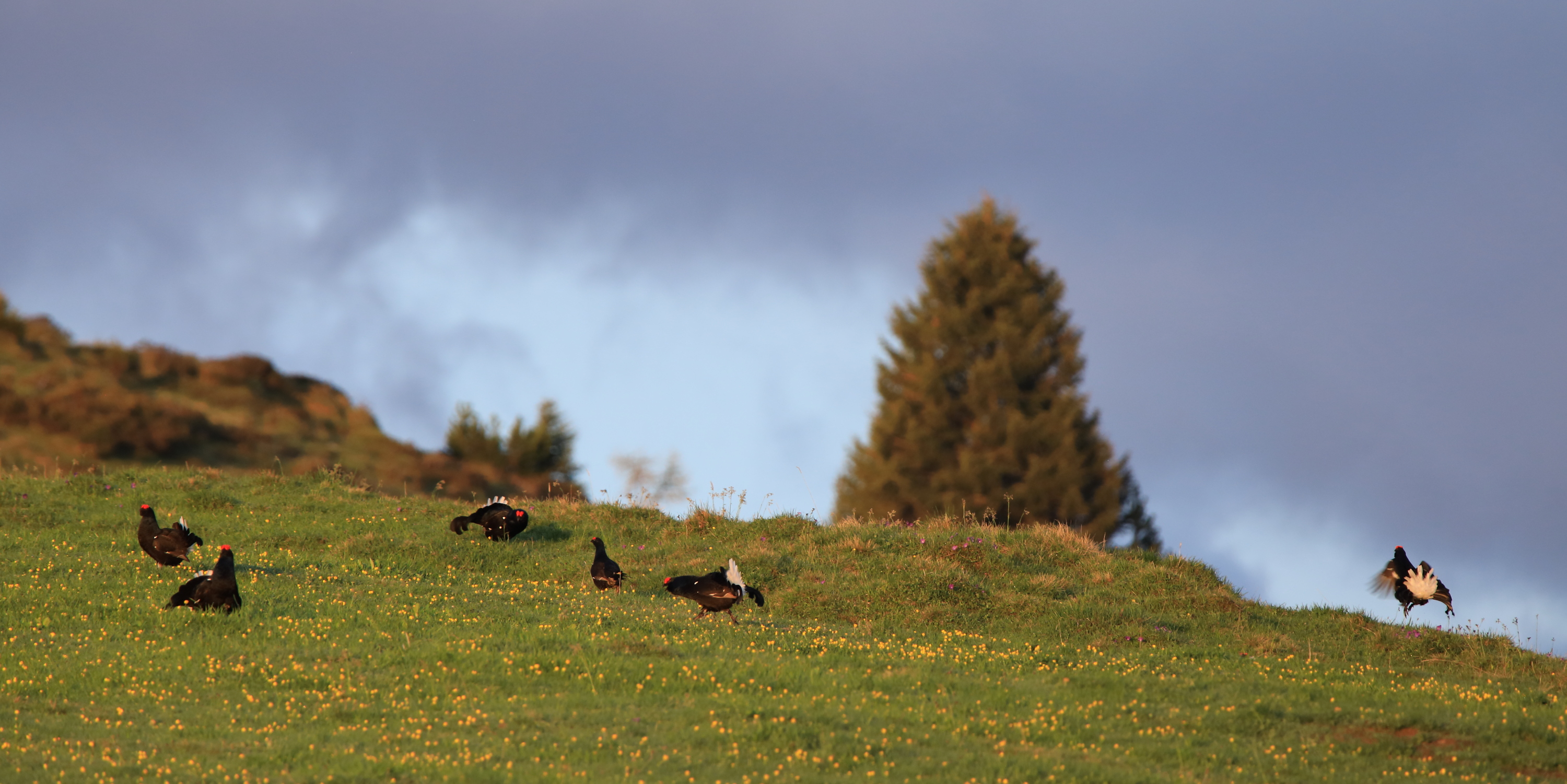 Unser Balzplatz