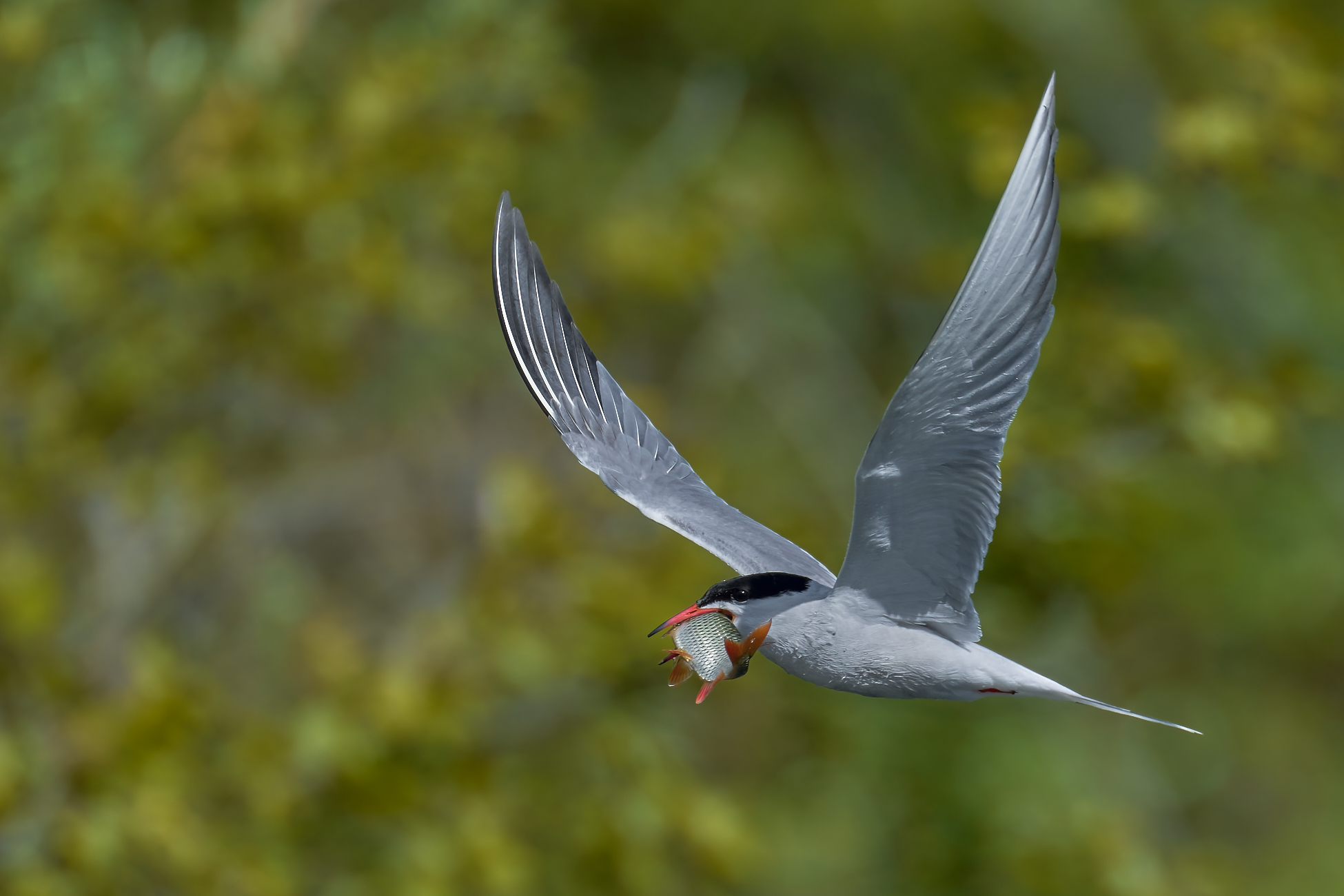 Flußseeschwalbe mit Rotfeder