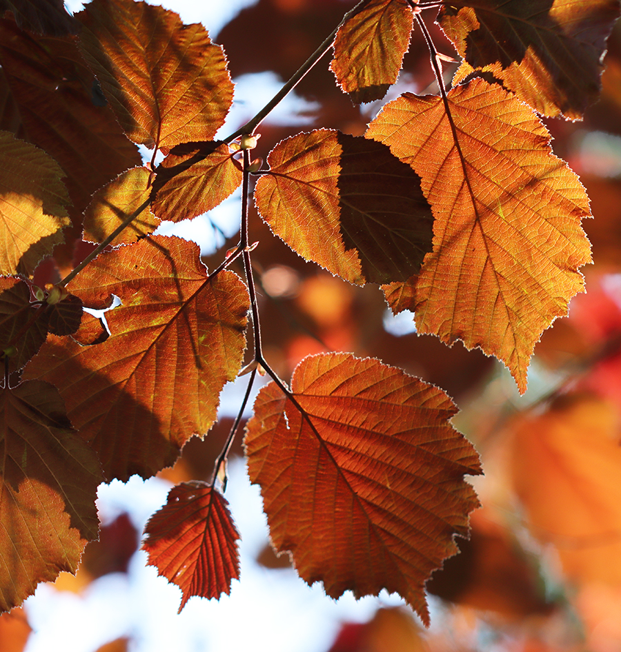 kein Herbstfoto