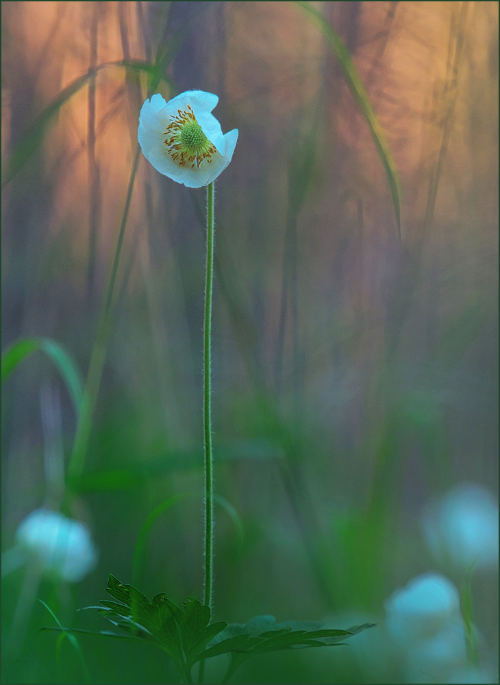 *Anemone nemorosa..*