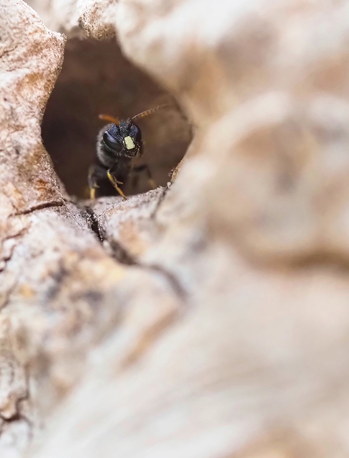 Maskenbiene (Hylaeus punctatus)
