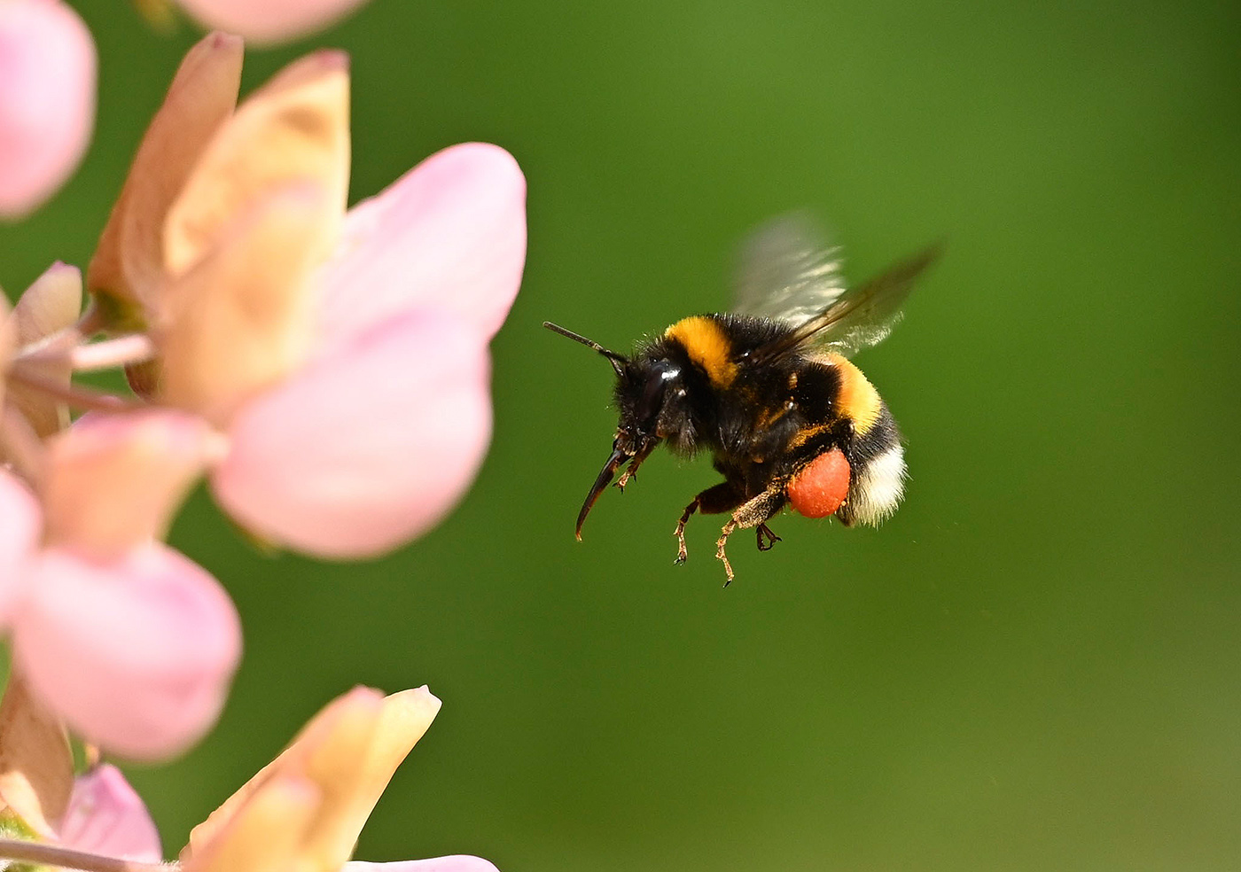 Hummel im Anflug