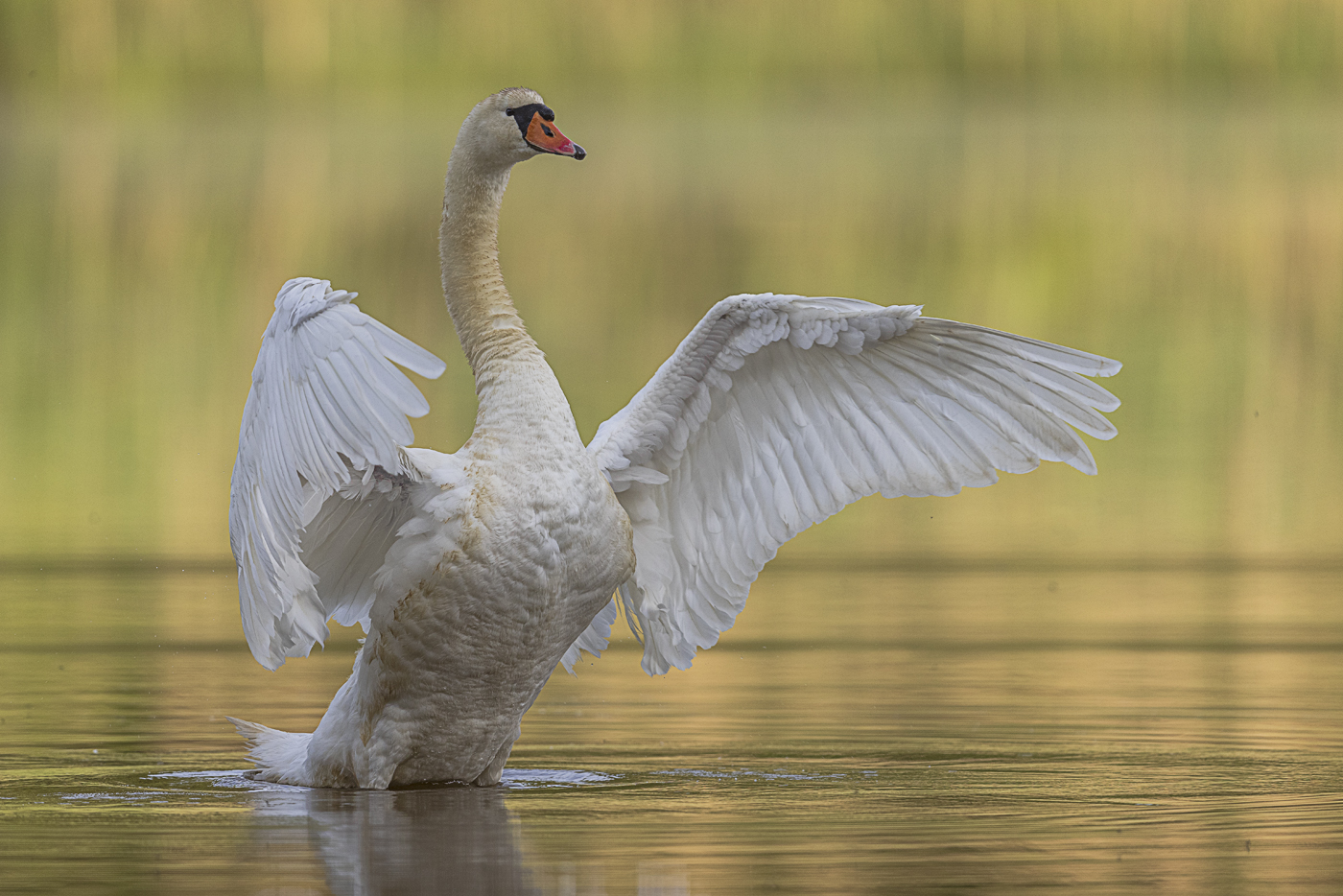 Höckerschwan – Cygnus olor