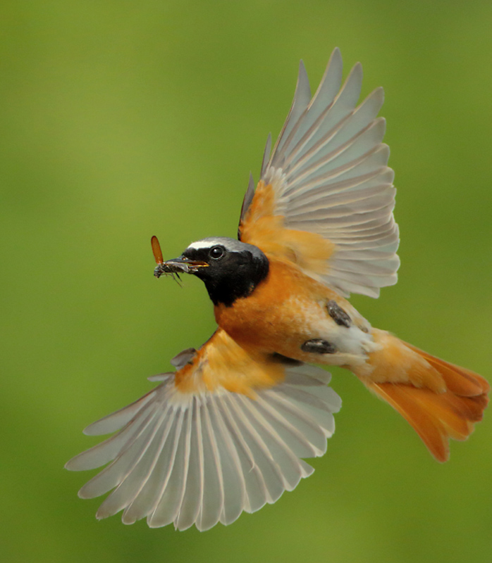 Gartenrotschwanz im Flug