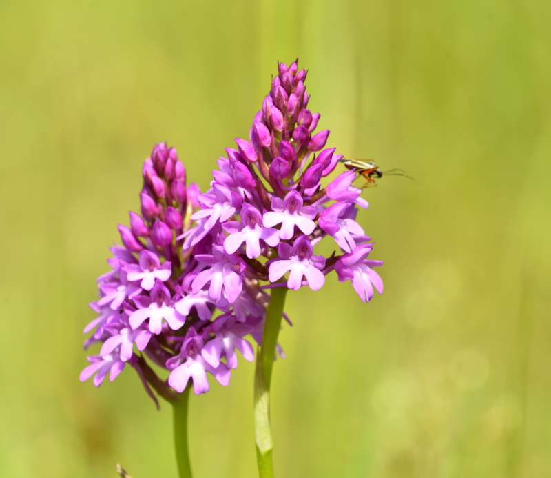 Orchideenexkursion an die Mosel II - Pyramiden-Hundswurz