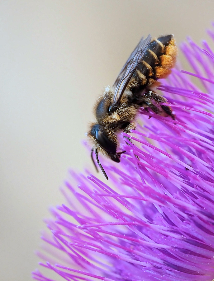 Megachile centuncularis