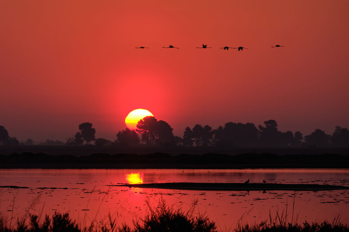 Der Flug der Flamingos