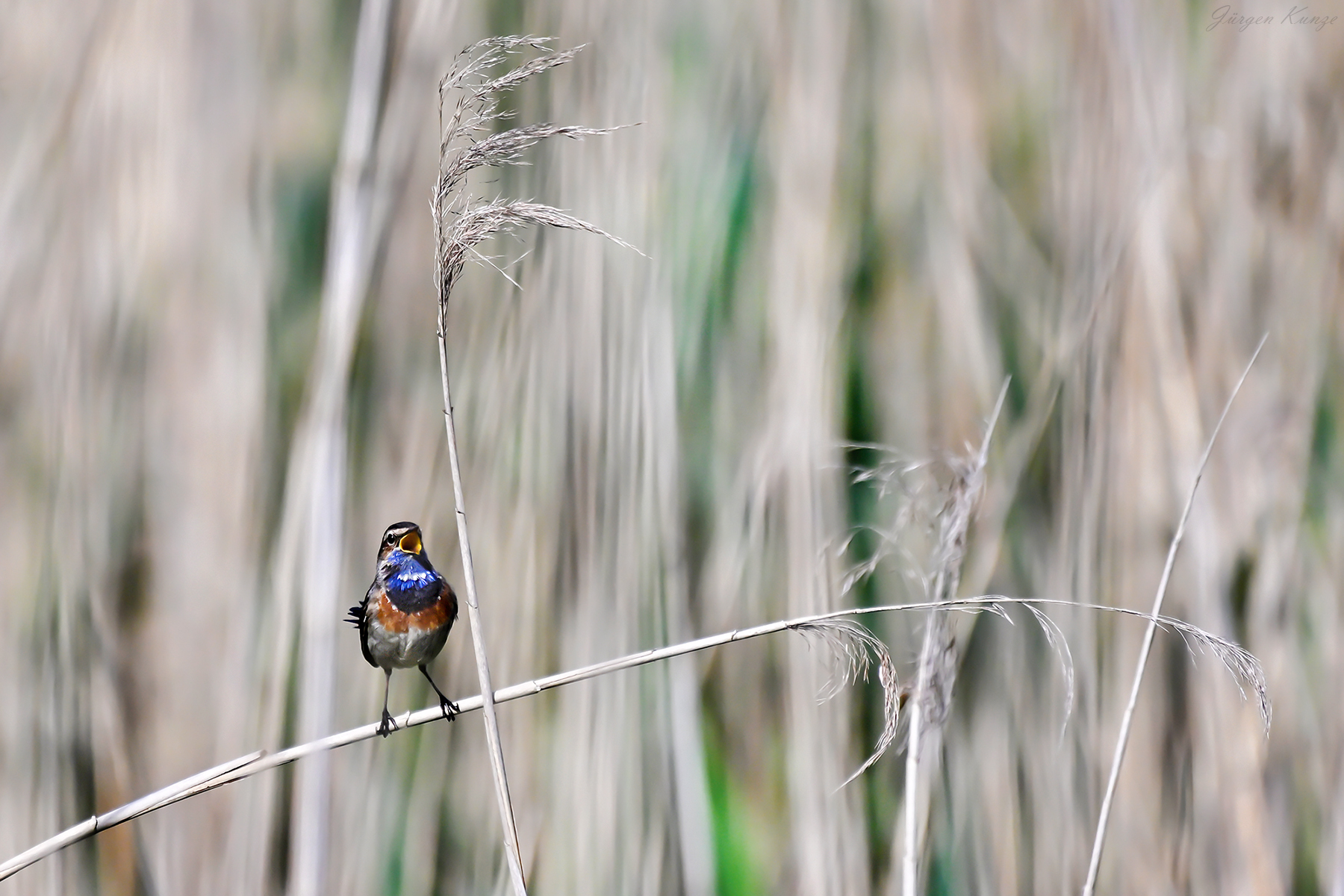 Etwas Blau im Schilf