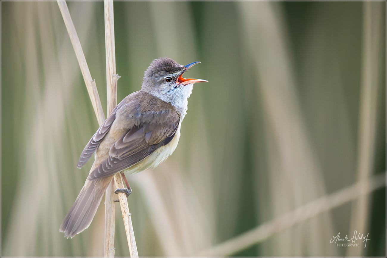 Drosselrohrsänger (Acrocephalus arundinaceus)