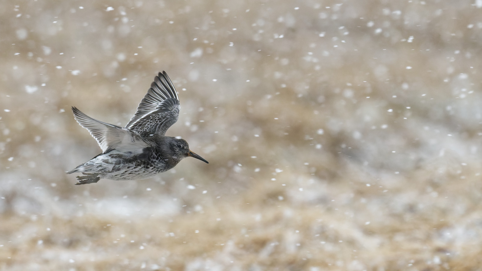 Meerstrandläufer im Schneetreiben
