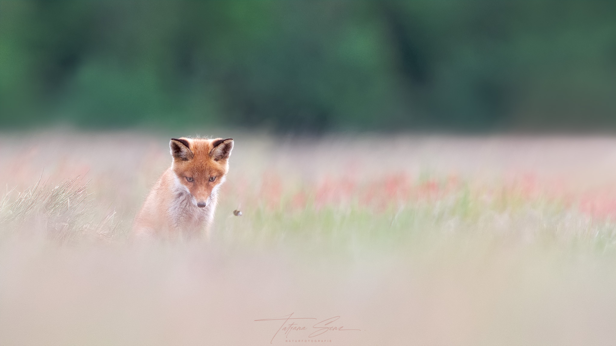 DIE HUMMEL ein seltsames Wesen ;)