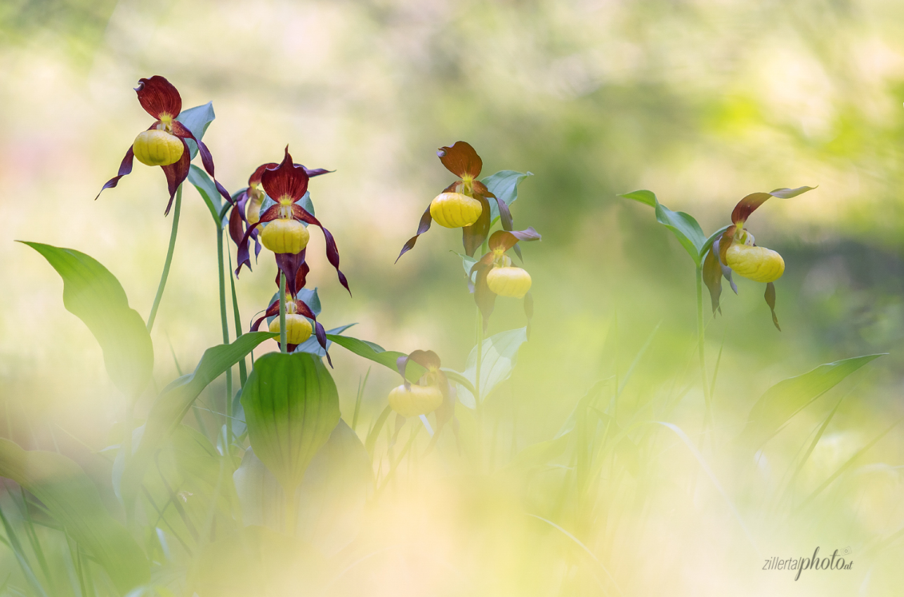 Gelber Frauenschuh - Cypripedium calceolus