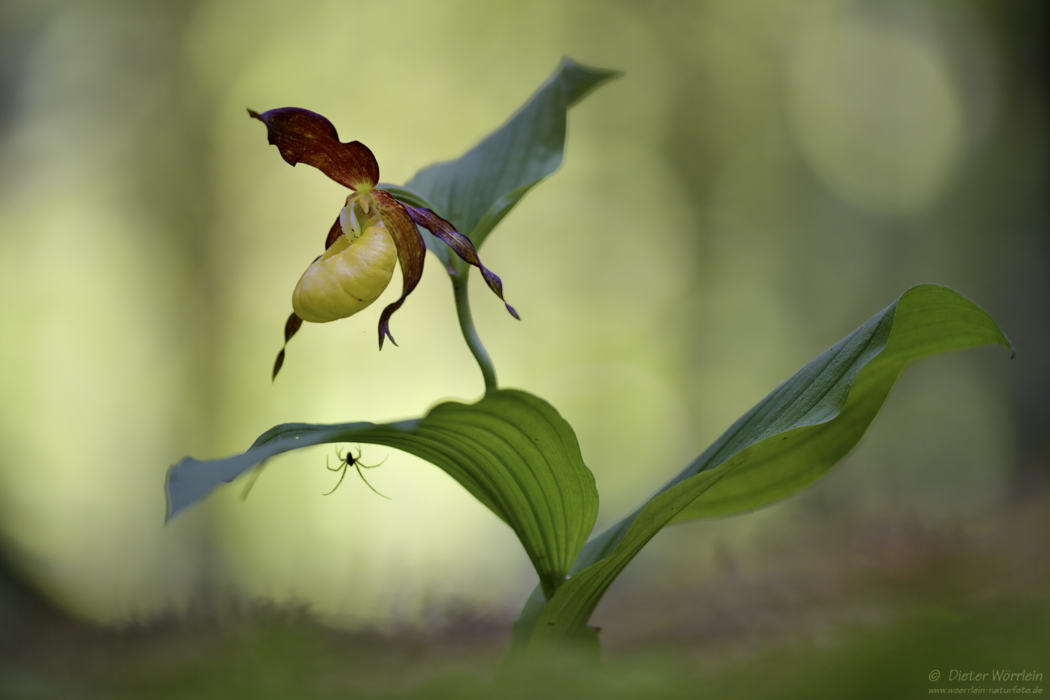 Im tiefen Wald...