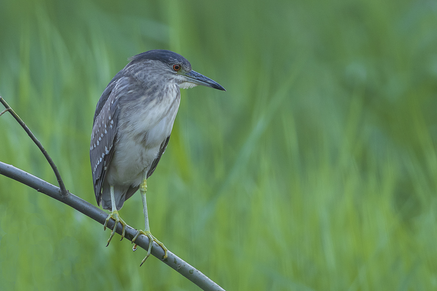 Nachtreiher – Nycticorax nycticorax