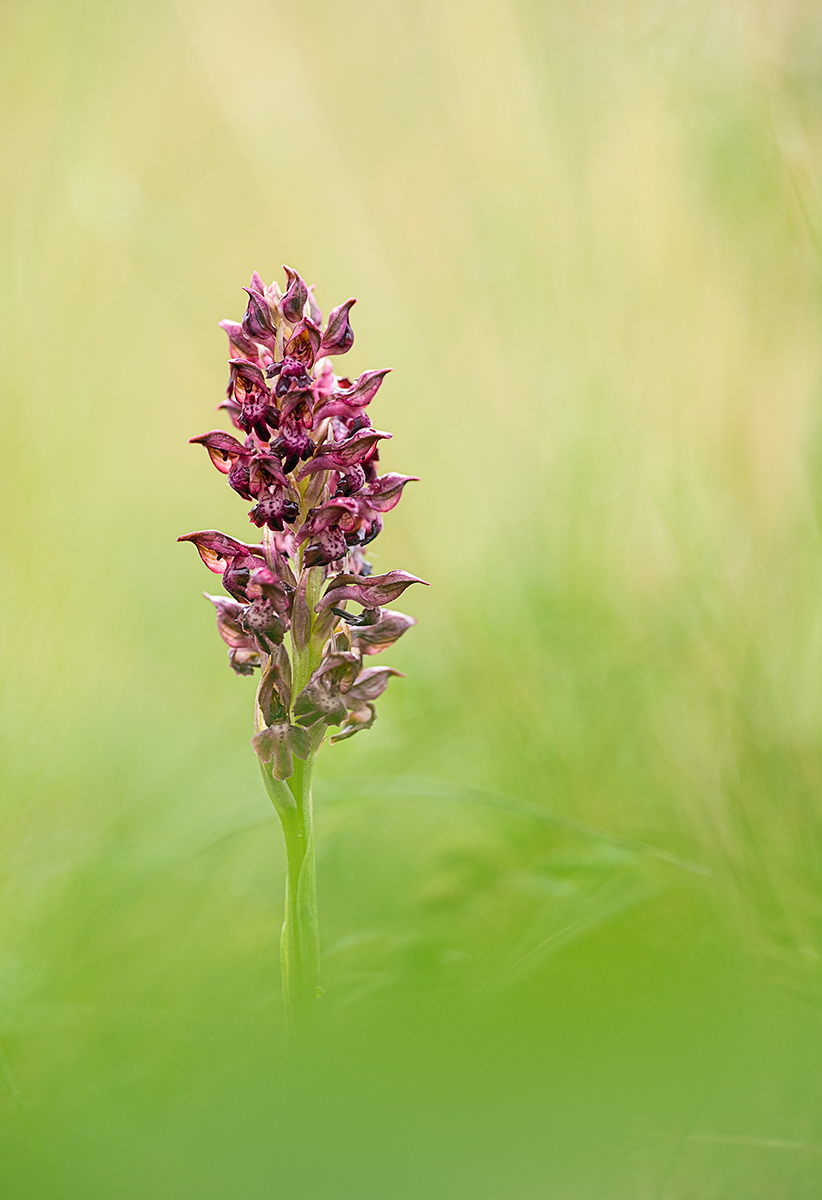 Wanzenknabenkraut. (Anacamptis coriophora)