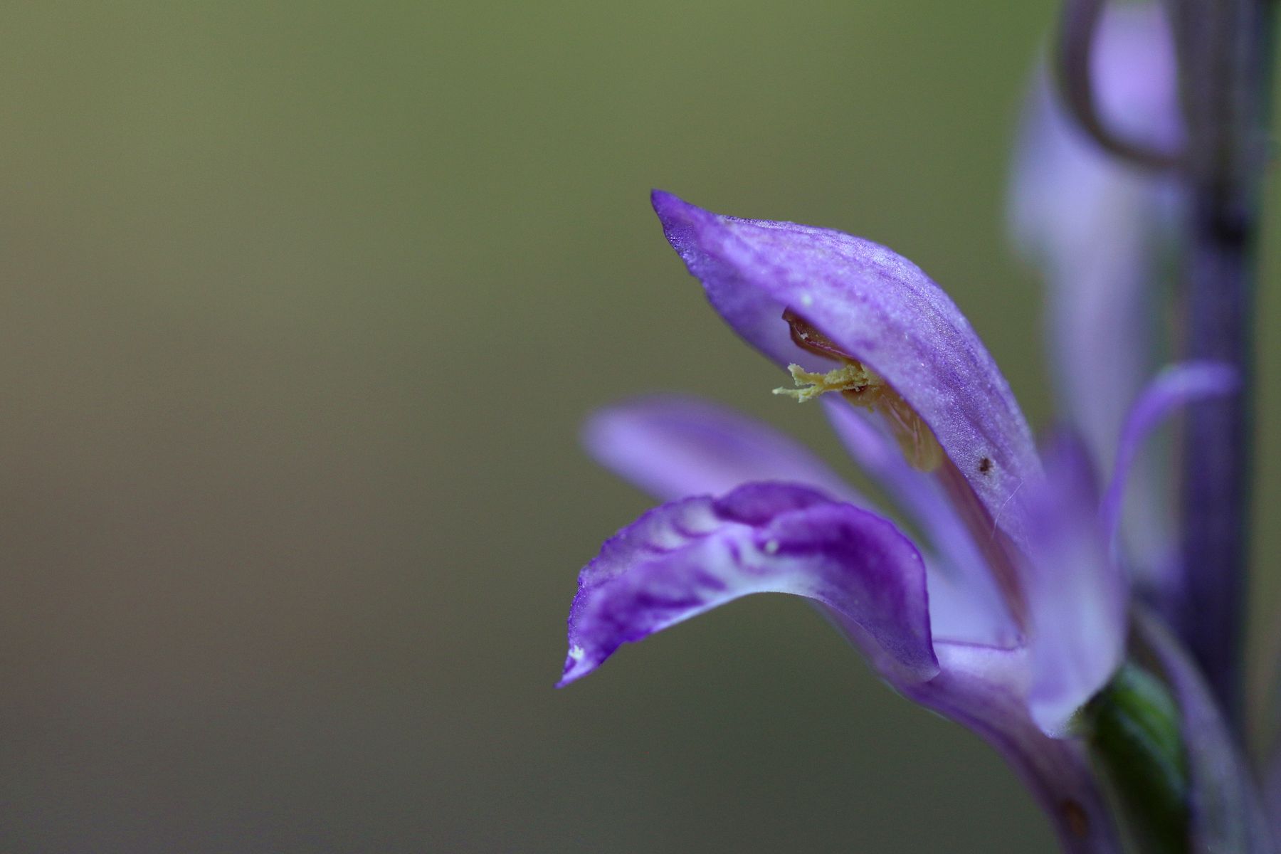 Blüte des Violetten Dingel