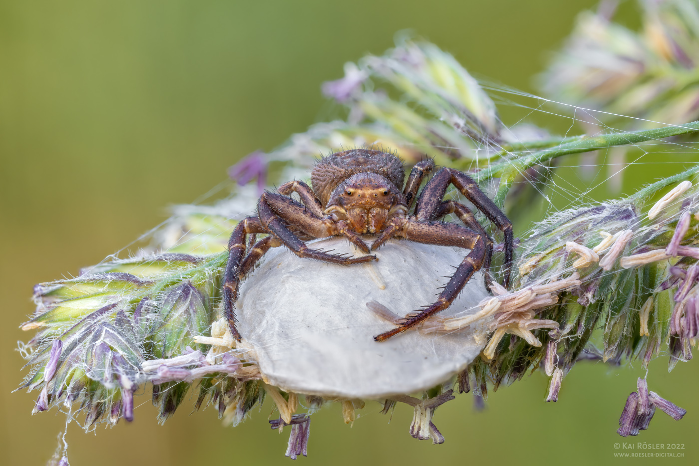 Brutpflege der Krabbenspinne