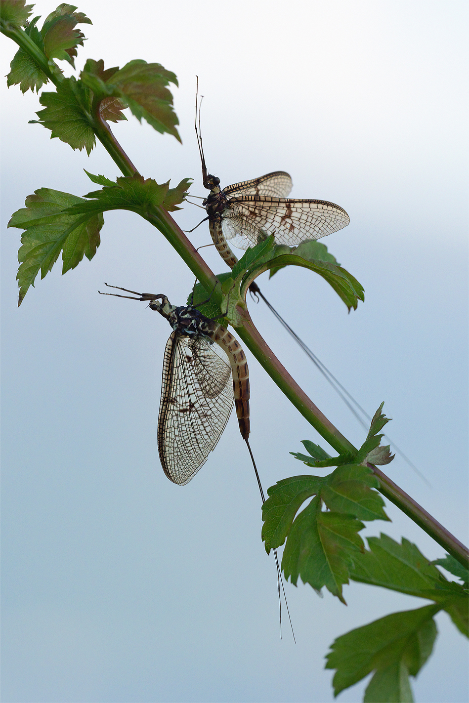 Maifliegen