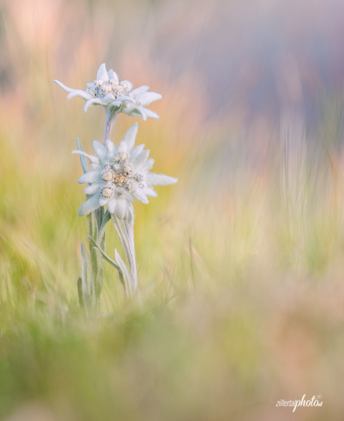 Leontopodium nivale - Alpenedelweiss