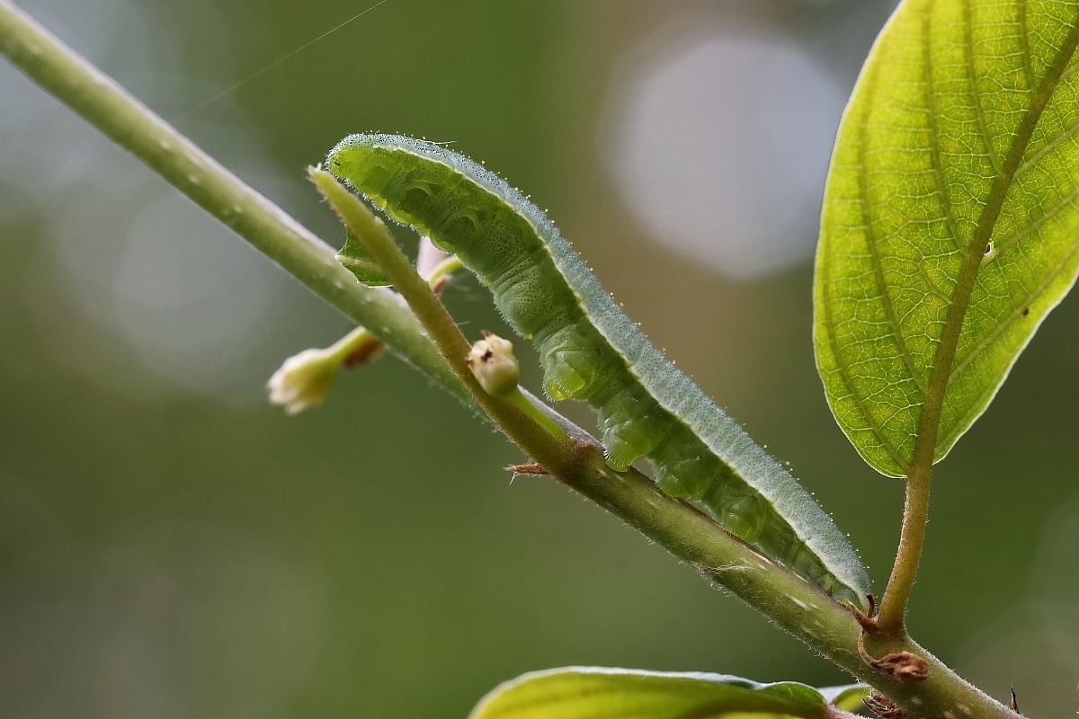 Zitronenfalter: Raupe