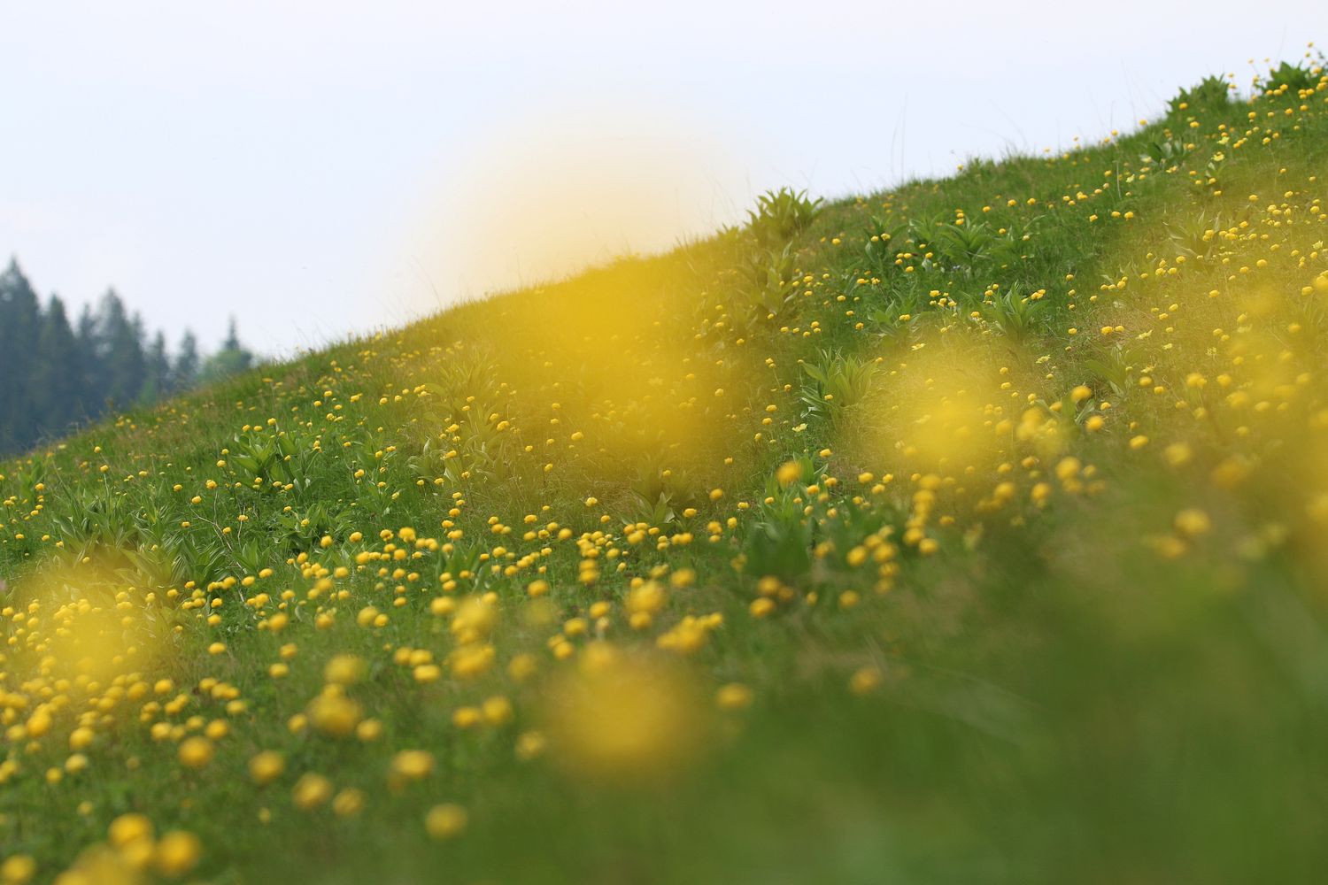 In der Trollblumenwiese