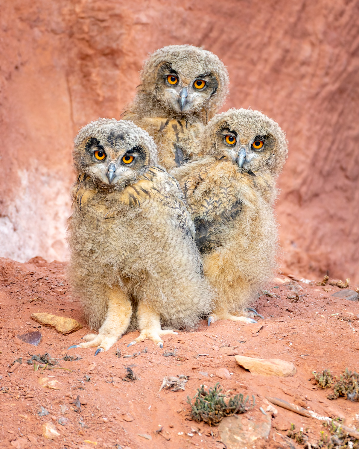 Uhu Nachwuchs Forum F r Naturfotografen 