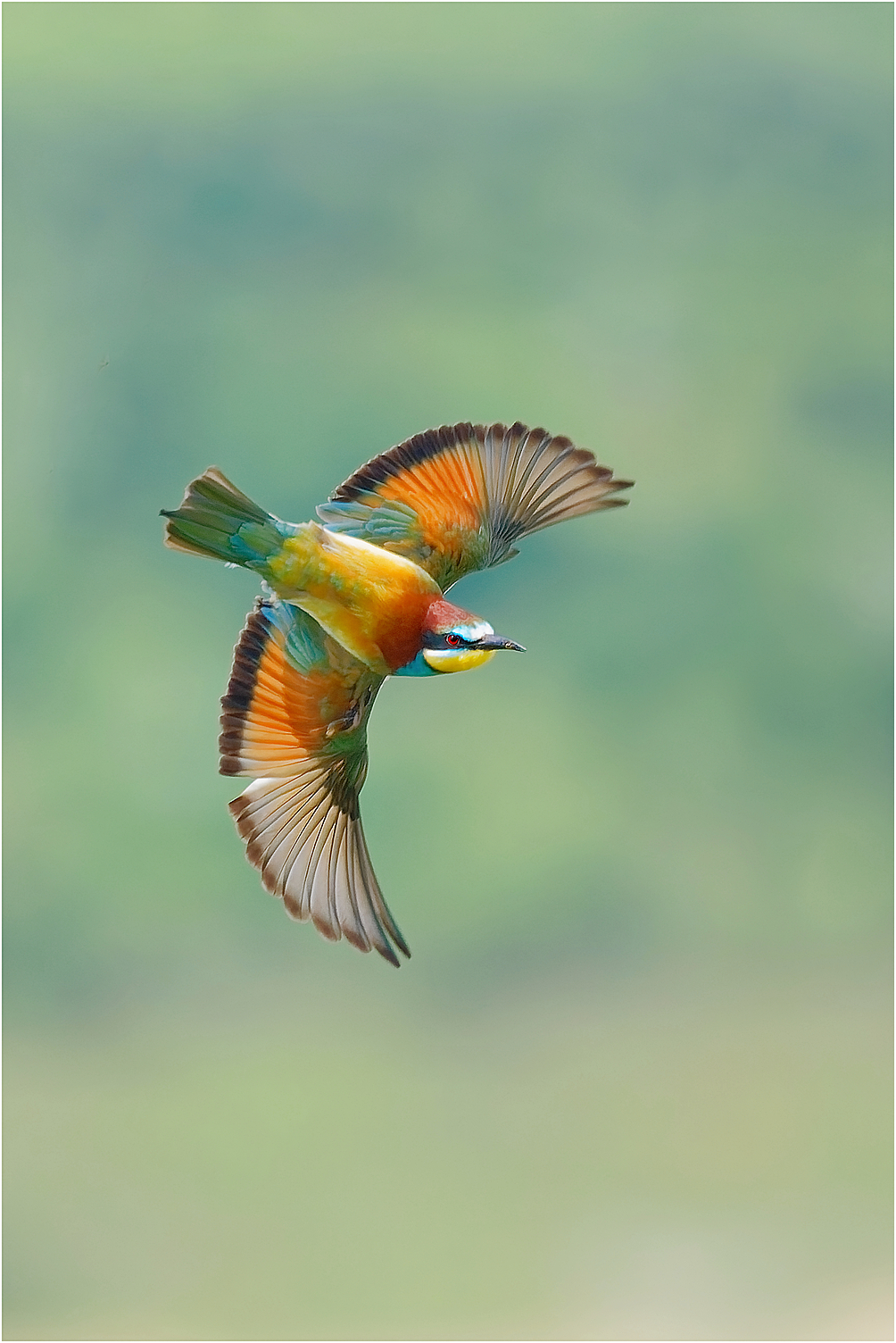 Bienenfresser (Merops apiaster)