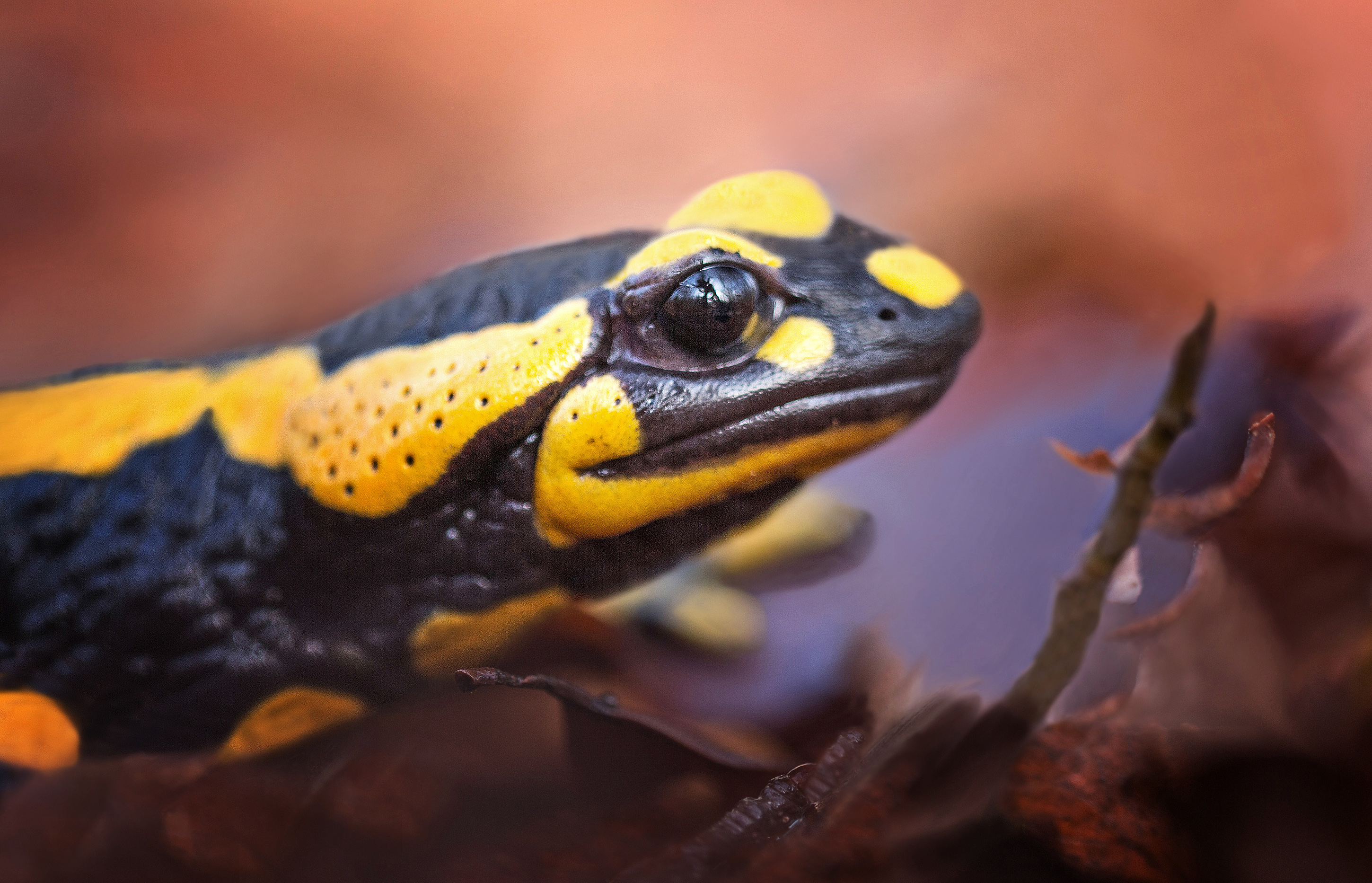 salamandra salamandra....