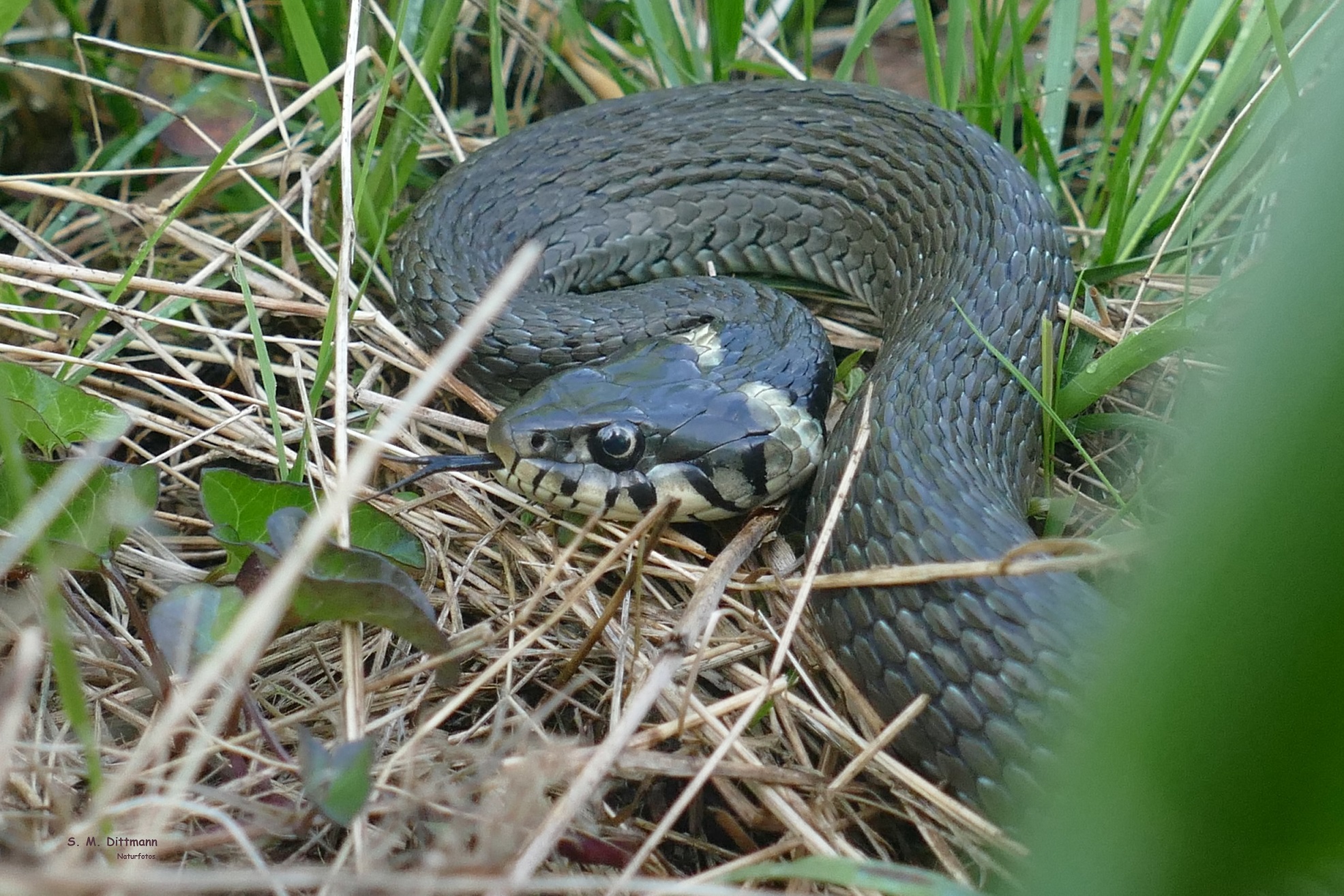 Natrix natrix
