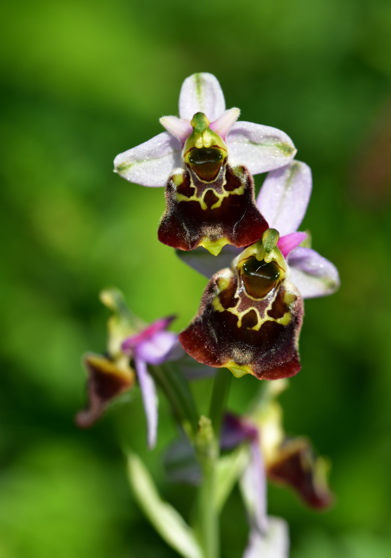 lachende Hummel