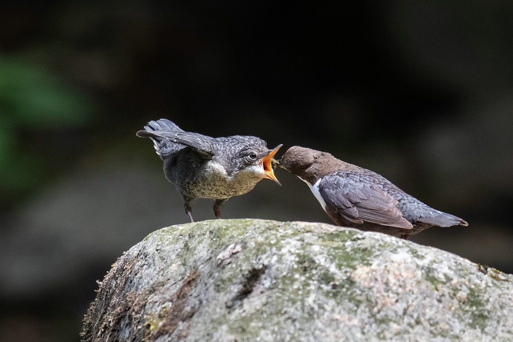 Wasseramsel