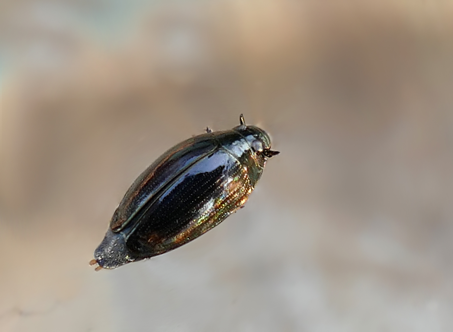 Taumelkäfer (Forum für Naturfotografen)