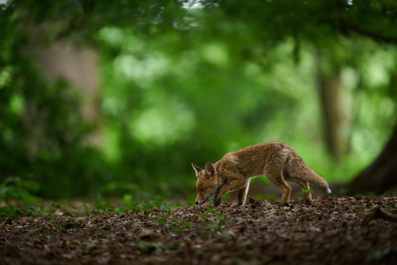 Wer schleicht den da durch den Wald?