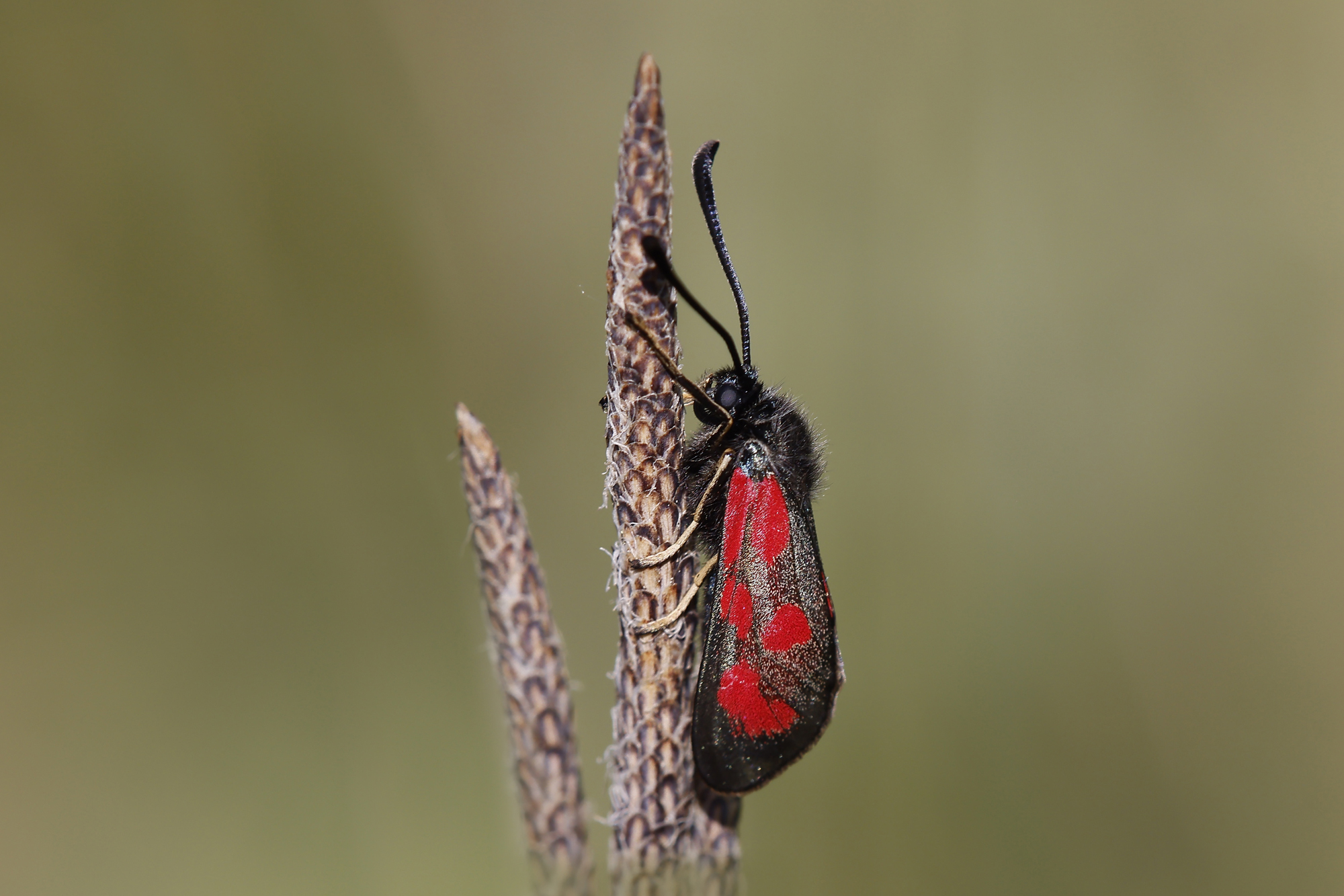 Beilfleck Widderchen